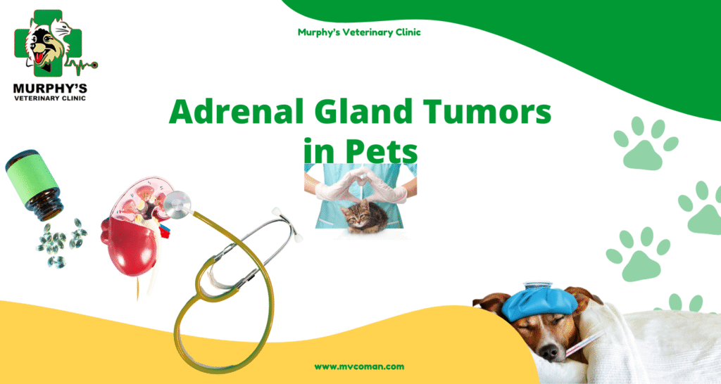 Adrenal Gland Tumors in Pets