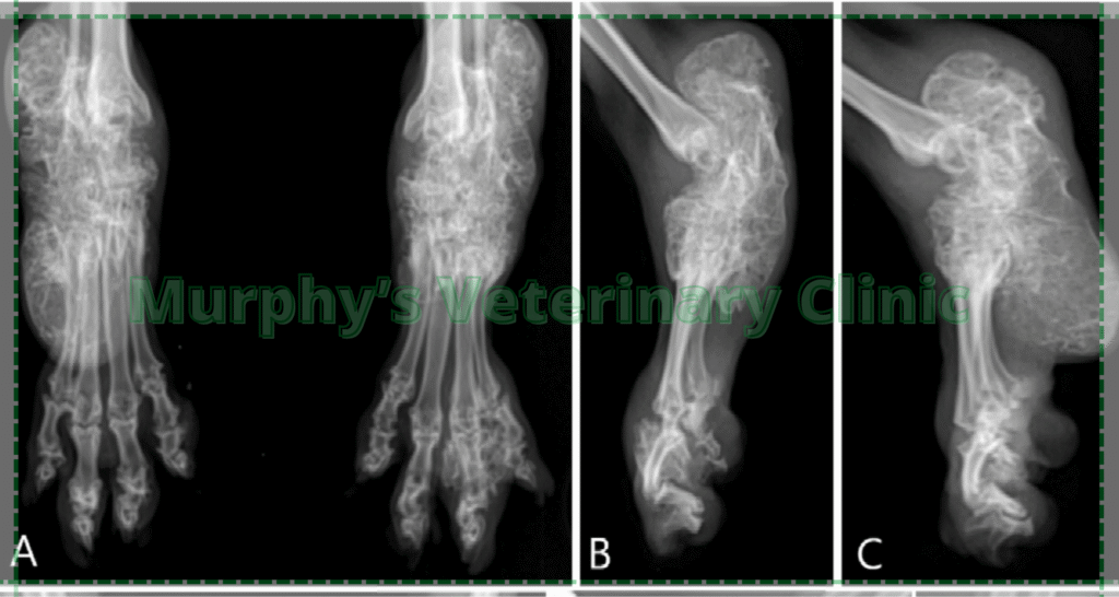 Orthopedic Issues in Pets