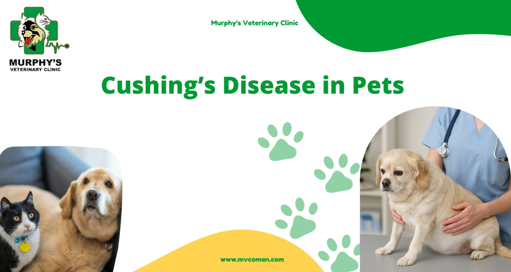 Cushing’s Disease in Pets