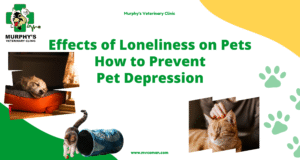 Effects of loneliness on pets