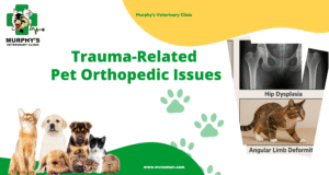 Trauma-Related Pet Orthopedic