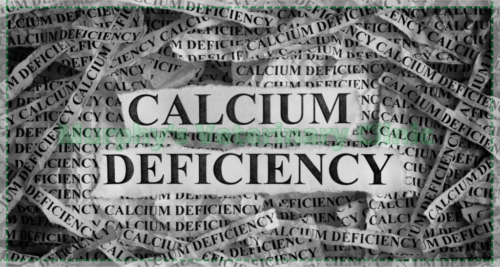 metabolic-diseases-and-skeletal-weakness-in-pets