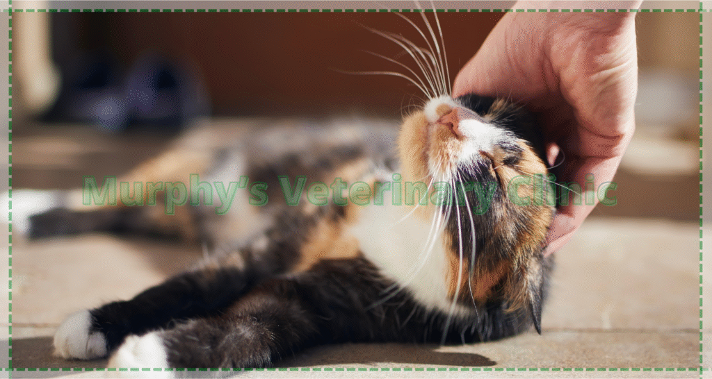 Stress-Related Injuries in Pets and Overuse Issues
