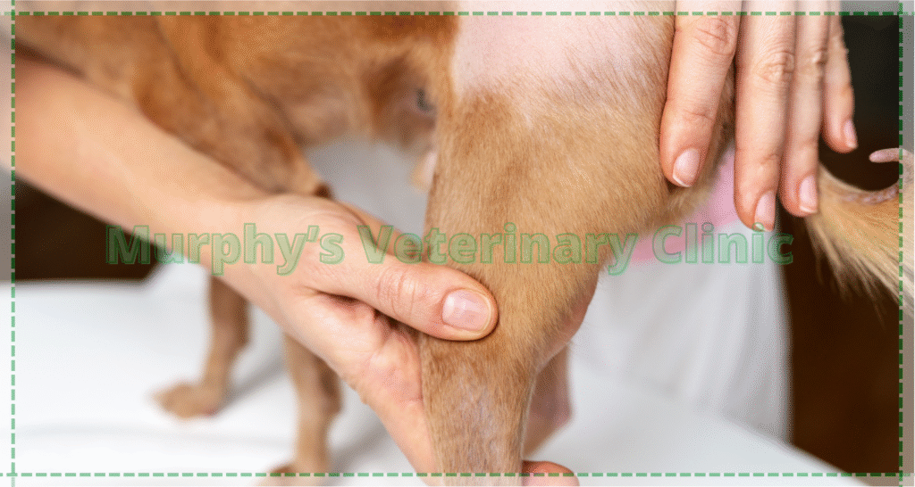 Orthopedic Issues in Pets
