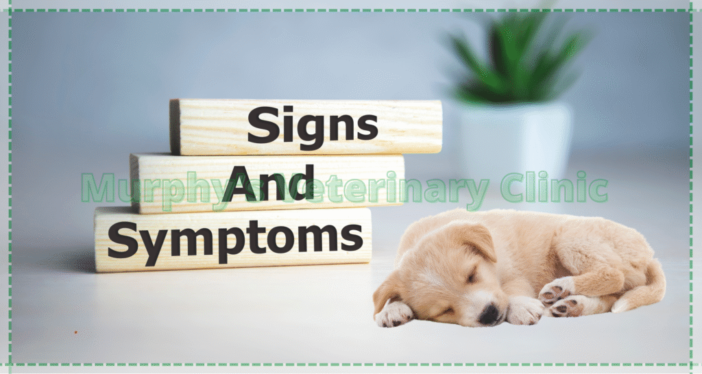 Bone and Joint Infections