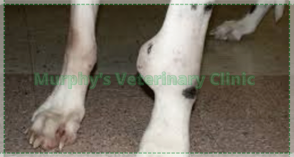 Orthopedic Issues in Pets