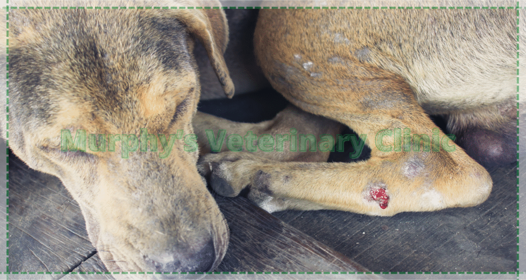 Orthopedic Issues in Pets