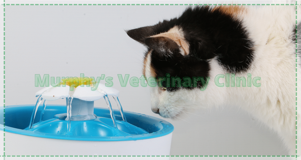 Pet Urinary Health