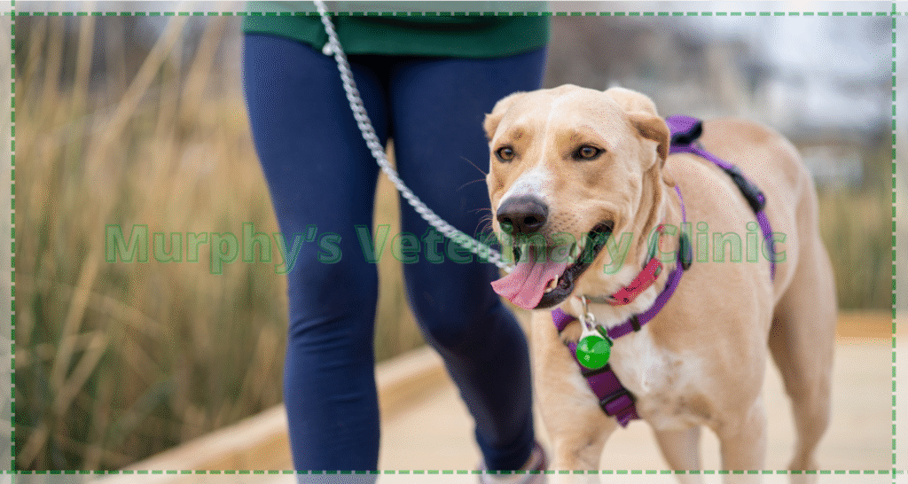 Stress-Related Injuries in Pets and Overuse Issues