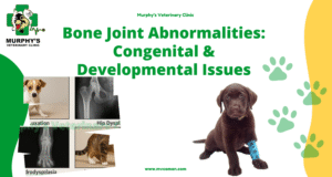 Bone Joint Abnormalities