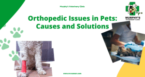 Orthopedic Issues in Pets