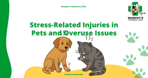 Stress-Related Injuries in Pets and Overuse Issues