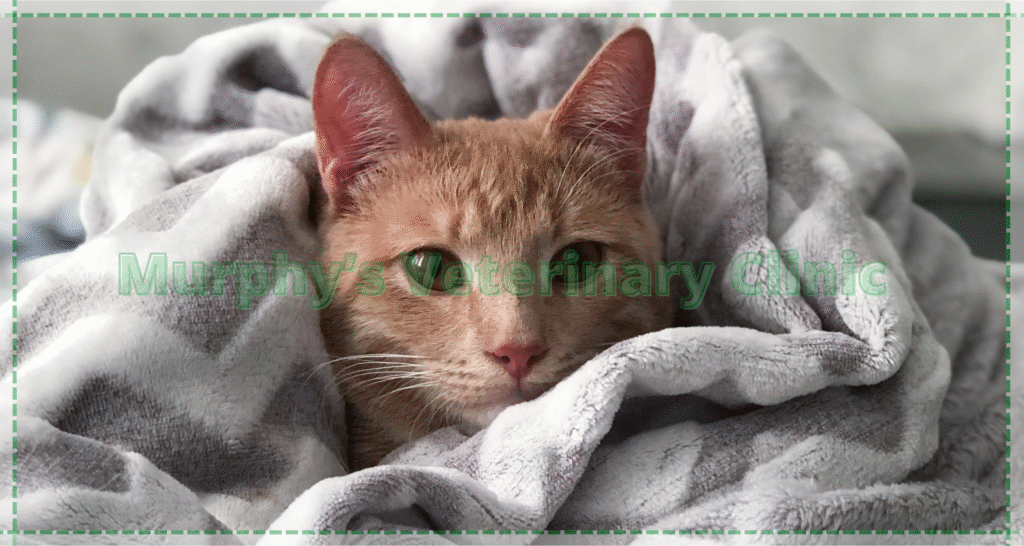 Feline Pre-Vaccination Testing