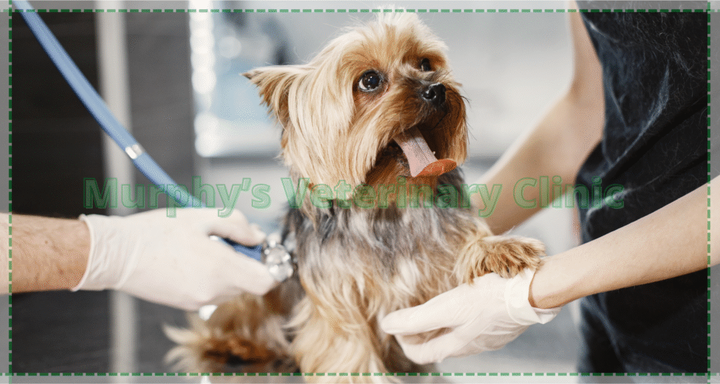 Pet Health Check-up
