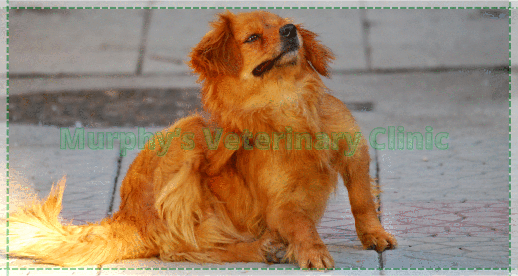 Flea and Tick Control