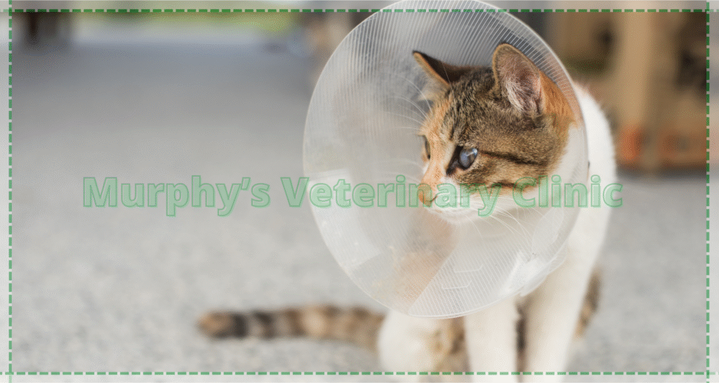 Pet Spay Neuter