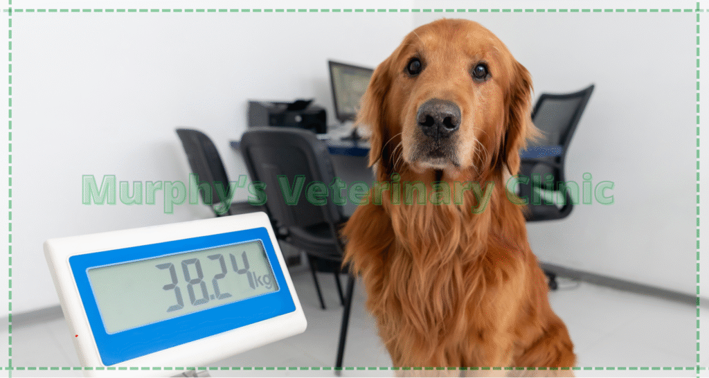 Pet Spay Neuter