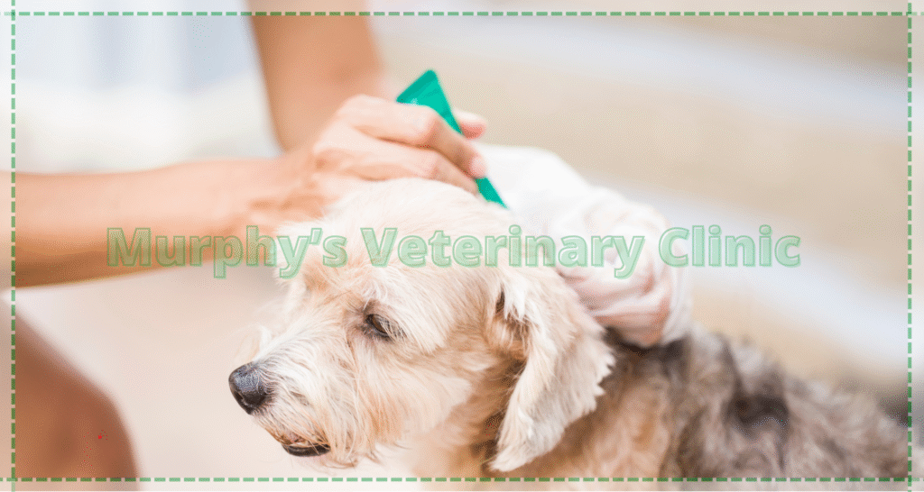 Flea and Tick Control