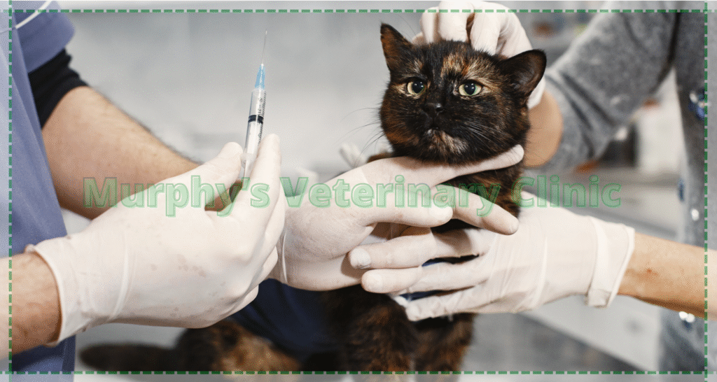 Pet Health Check-up