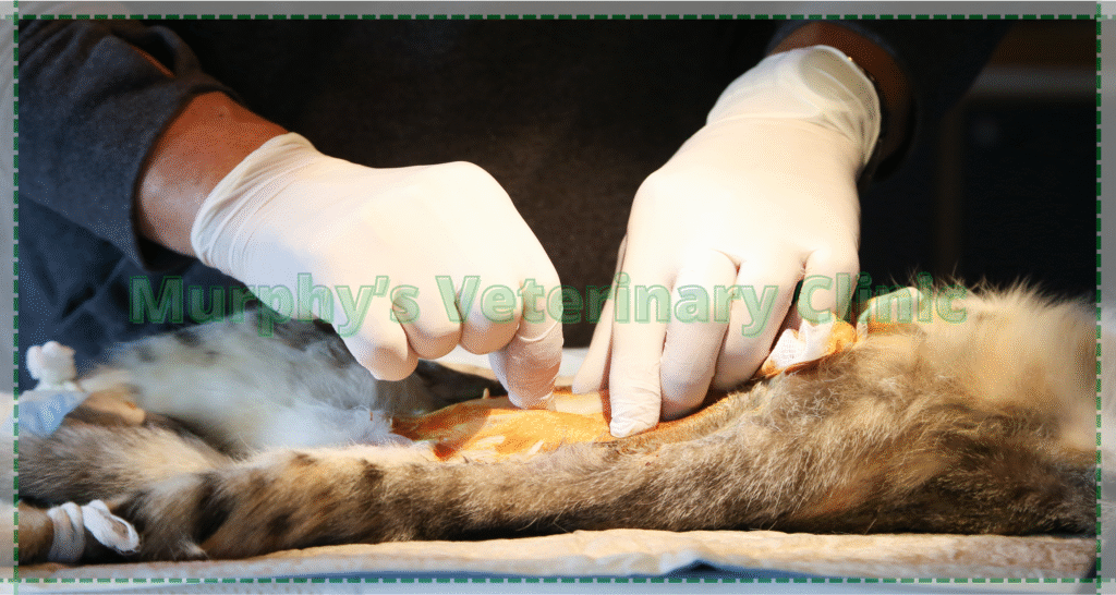 Pet Spay Neuter