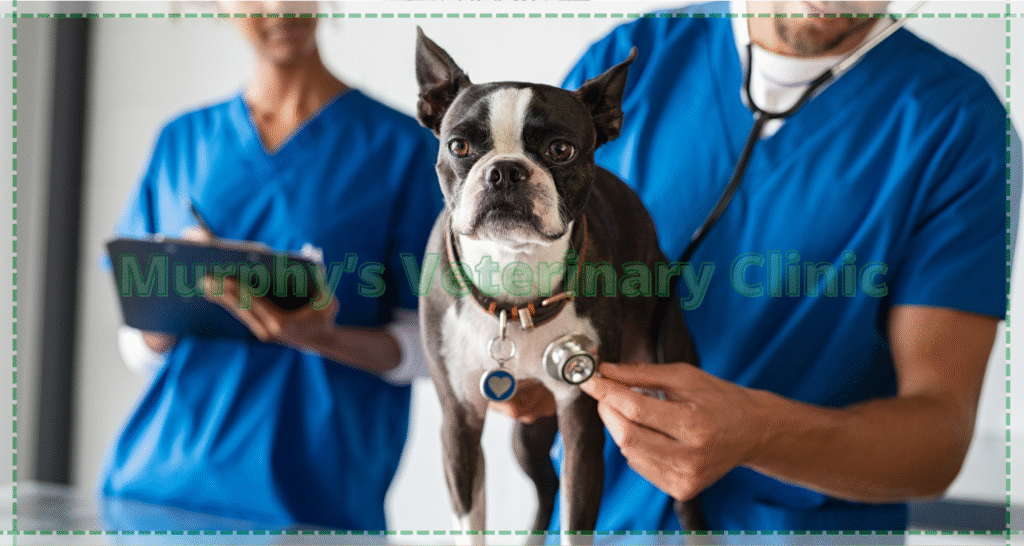 Pet Spay Neuter