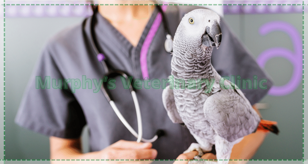 Pet Health Check-up