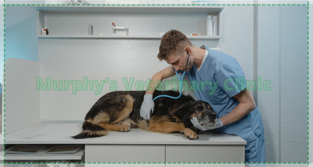 Stress-Related Injuries in Pets and Overuse Issues