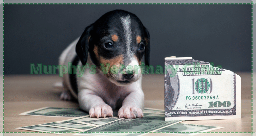 Pet Health Screening