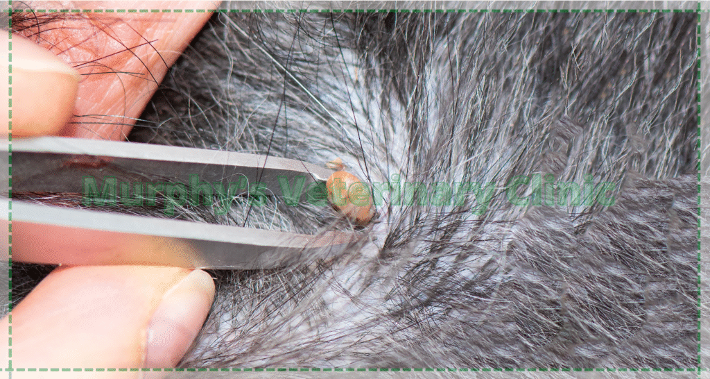 Flea and Tick Control