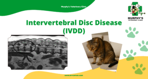 Intervertebral Disc Disease