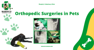 Orthopedic Surgeries in Pets
