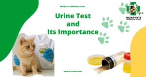 Urine Test and Its Importance