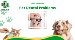 ++ Pet Dental Problemsests