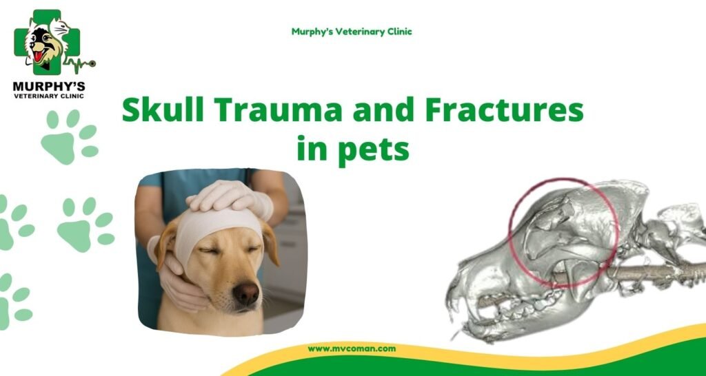 Skull Trauma and Fractures in pets