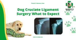 ++ Dog Cruciate Ligament Surgery What to Expect