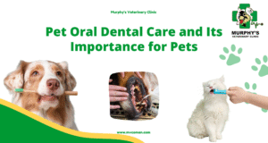 ++ Pet Oral Dental Care and Its Importance for Pets