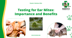 Testing for Ear Mites: Importance and Benefits