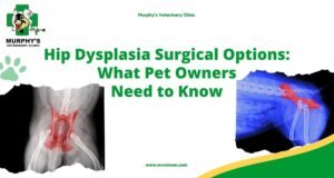 ++Hip Dysplasia Surgical Options What Pet Owners Need to Know