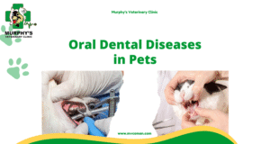 ++Oral Dental Diseases in Pets