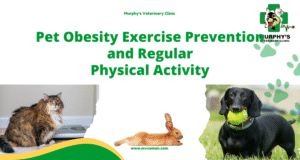 Pet Obesity Exercise Prevention and Regular Physical Activity