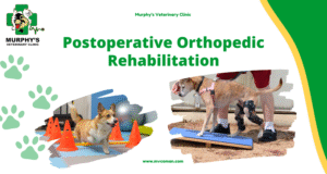 ++Postoperative Orthopedic Rehabilitation