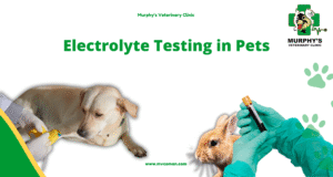 ++Electrolyte Testing in Pets