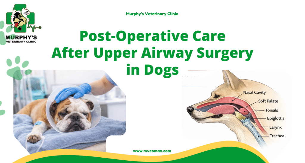 ++Post-Operative Care After Upper Airway Surgery in Dogs