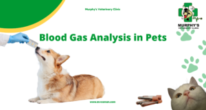 ++Blood Gas Analysis in Pets