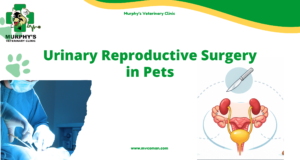Urinary Reproductive Surgery in Pets