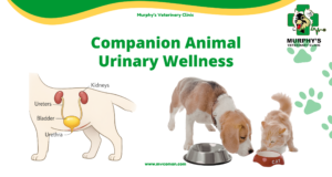 Companion Animal Urinary Wellness