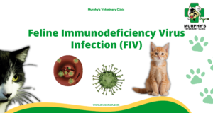 ++Feline Immunodeficiency Virus Infection (FIV)