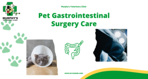 ++Pet Gastrointestinal Surgery Care (1)