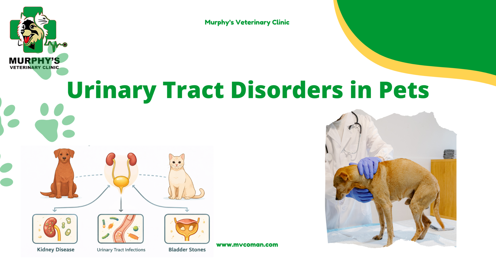 Curated visual reference: Fresh Look at Urinary Tract Disorders In Pets