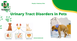 ++Urinary Tract Disorders in Pets